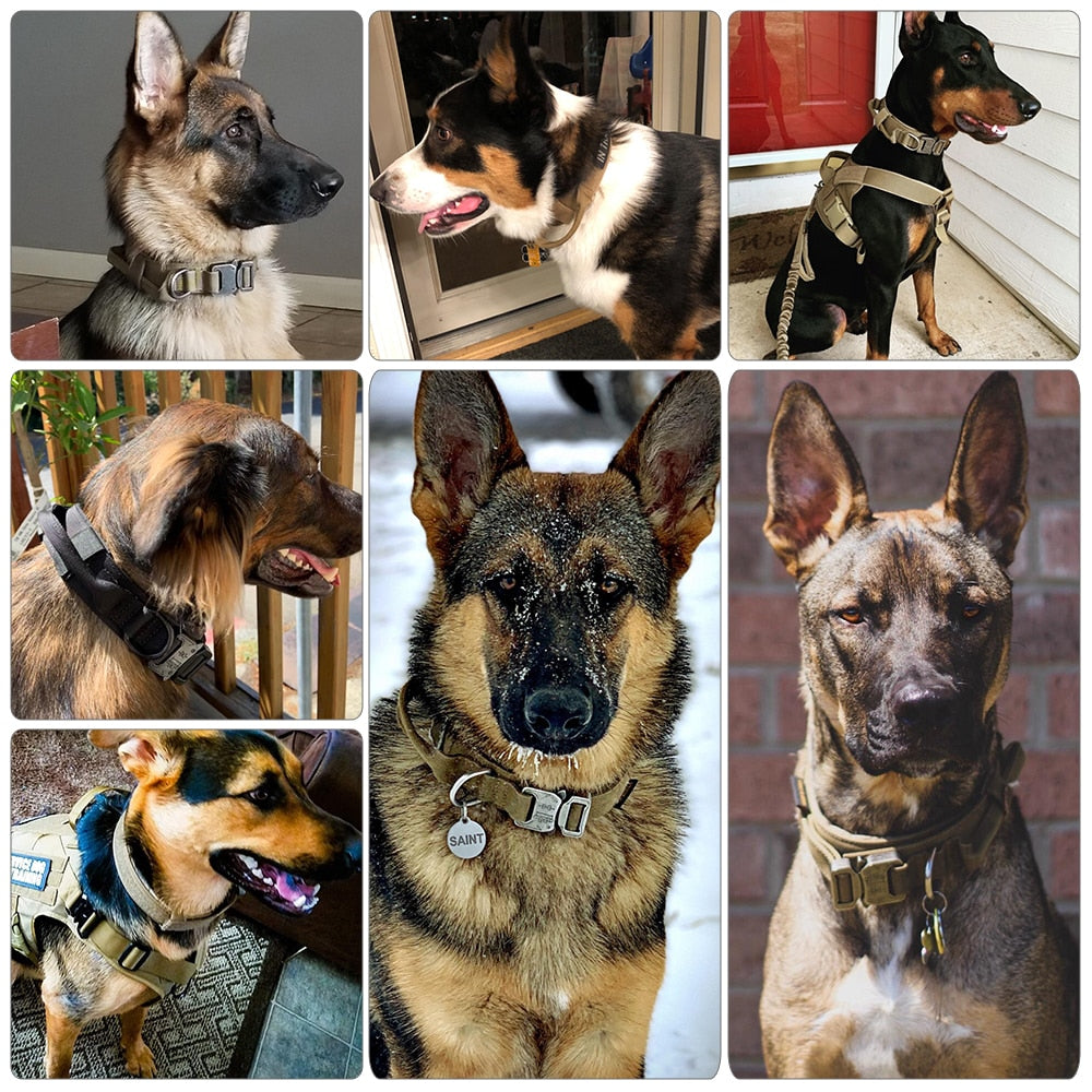 Collier de chien